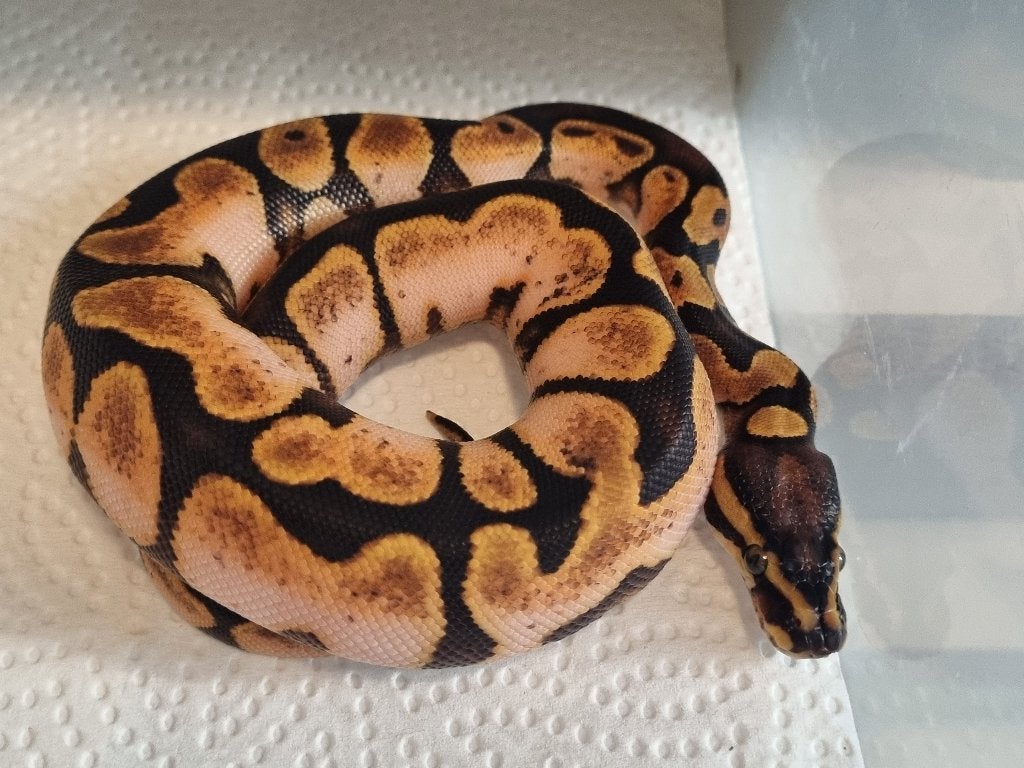 0.1 special enchi calico (od) koningspython