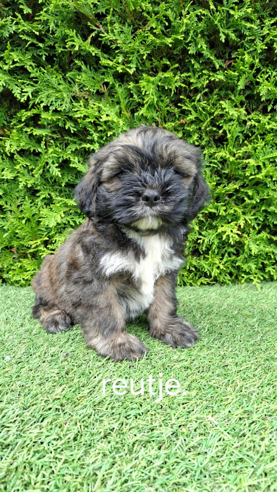 Zeer mooie speelse boomer pups., Dieren en Toebehoren, Honden | Chihuahua's en Gezelschapshonden, Parvo, Overige rassen, 8 tot 15 weken