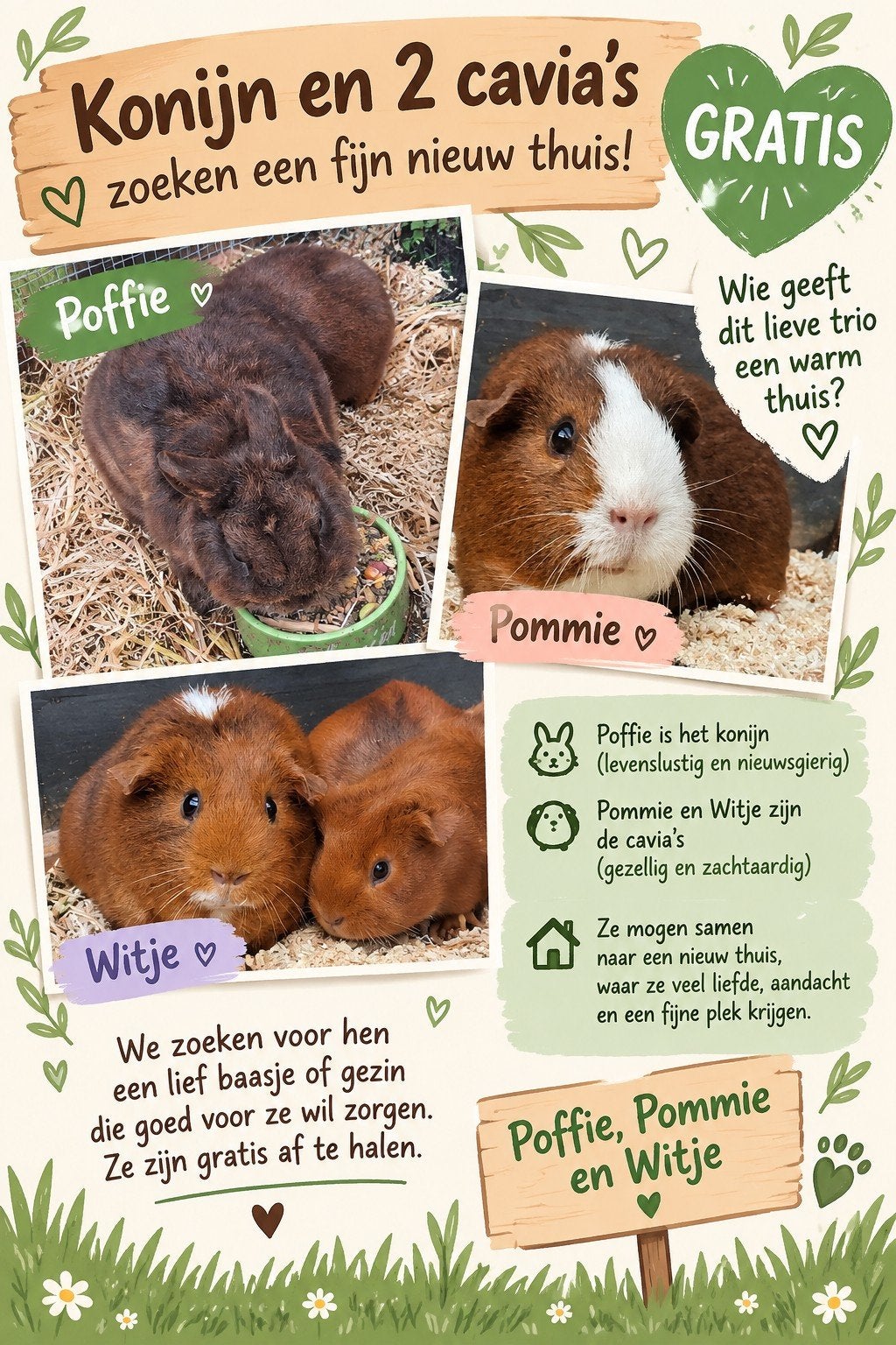 konijn en/of cavia's met hok, Dieren en Toebehoren, Augustus, Mannelijk, Cavia