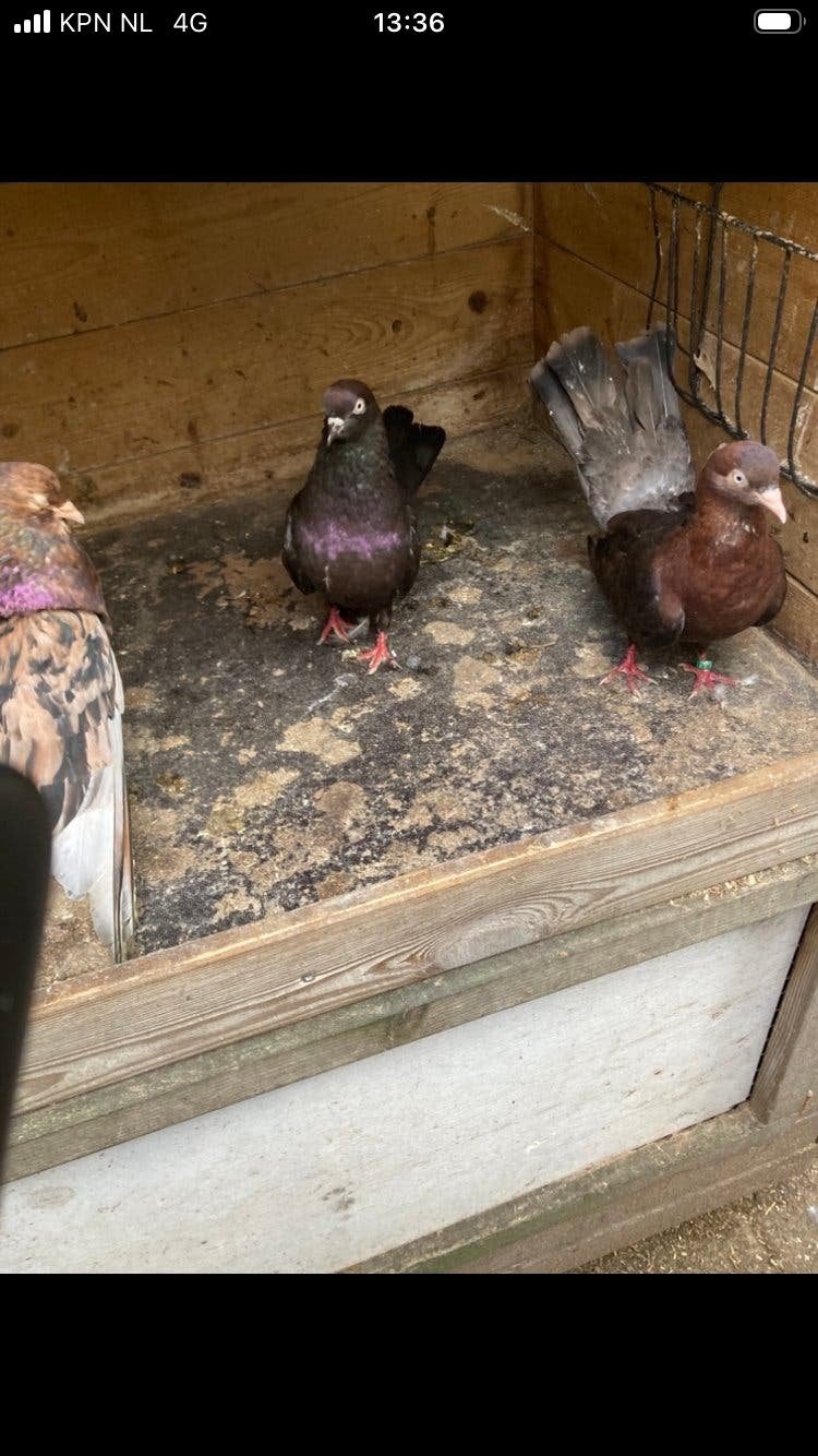 4 oosterse rollers voor 20 euro, Mannelijk, Overige soorten