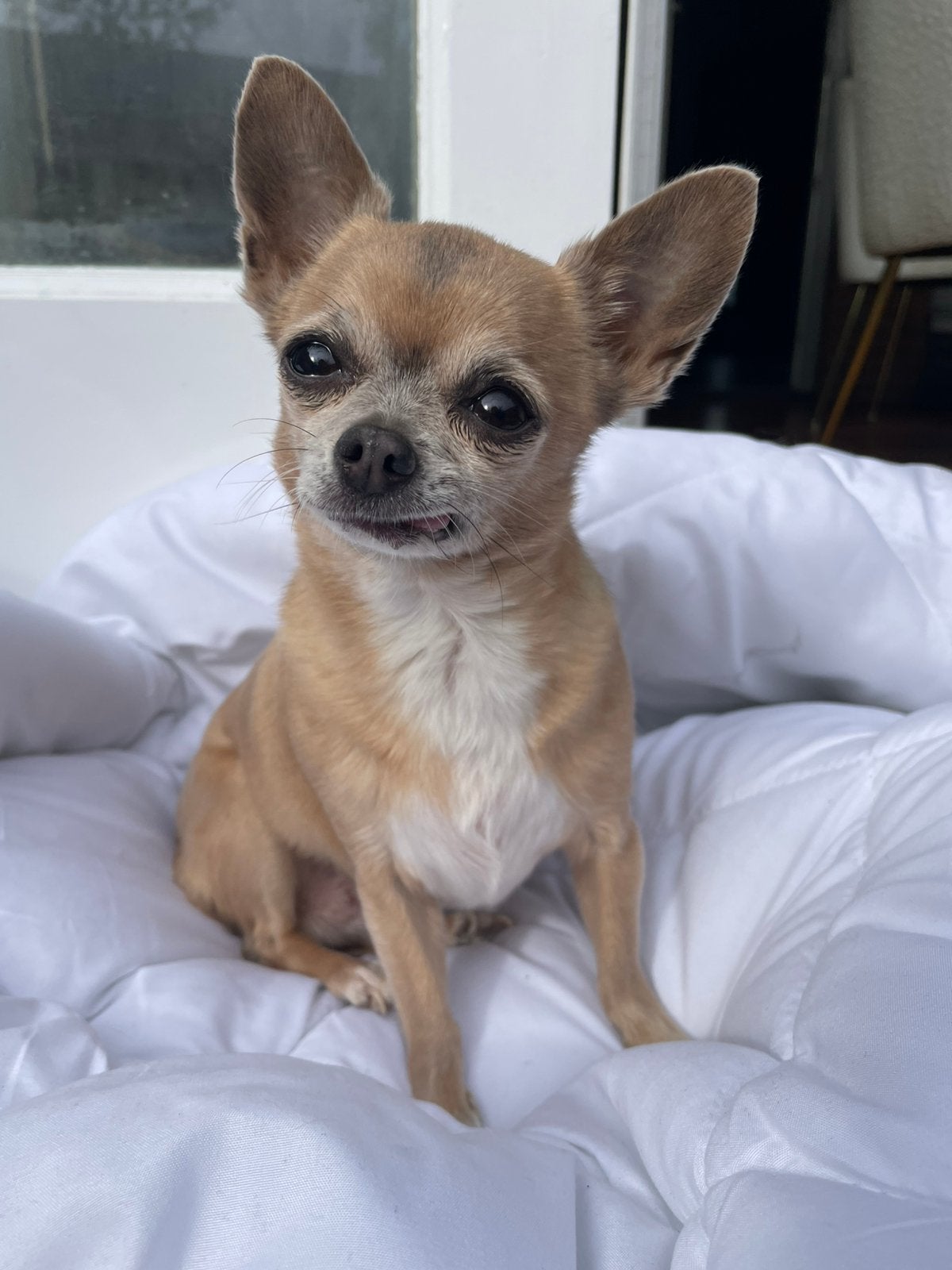 Gezocht chihuahua kleur sable blue fawn hoge beloning 💵, Dieren en Toebehoren, Teef, Eén hond, Chihuahua, CDV (hondenziekte)