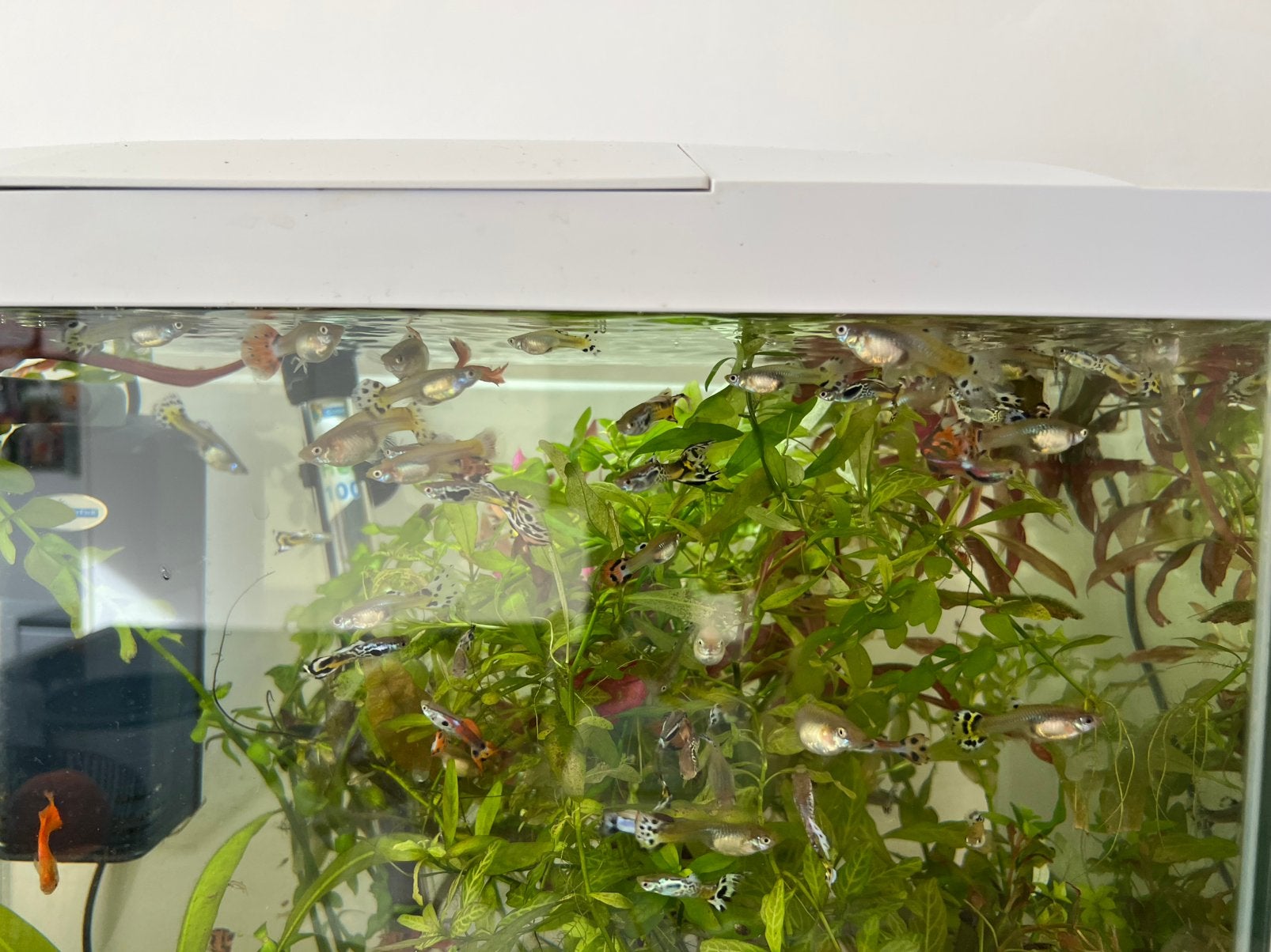 Vissen: guppy’s te koop, Ophalen, Zo goed als nieuw, Overige typen