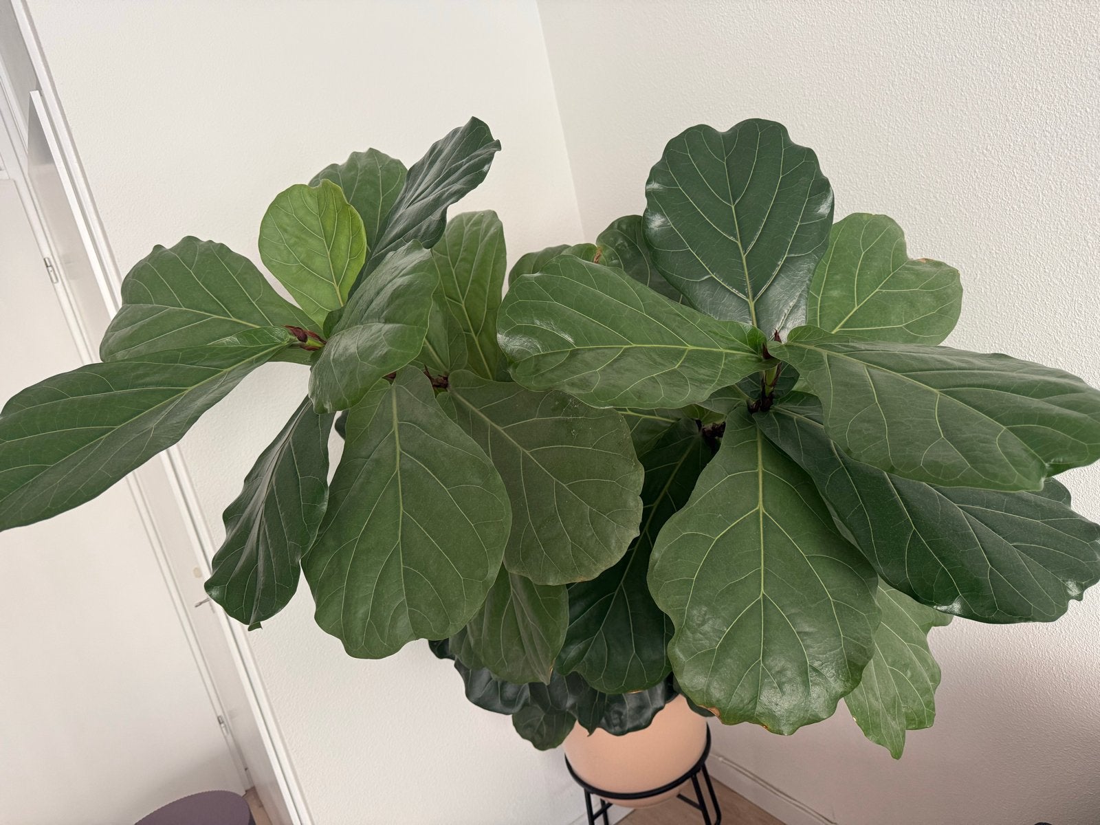 Grote Ficus Lyrata - Vioolbladplant, Huis en Inrichting, Kamerplanten, Ophalen, Ficus, 100 tot 150 cm, Halfschaduw