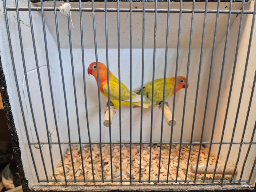Fischeri pastel, Dieren en Toebehoren, Vogels | Parkieten en Papegaaien, Meerdere dieren, Dwergpapegaai of Agapornis, Geringd