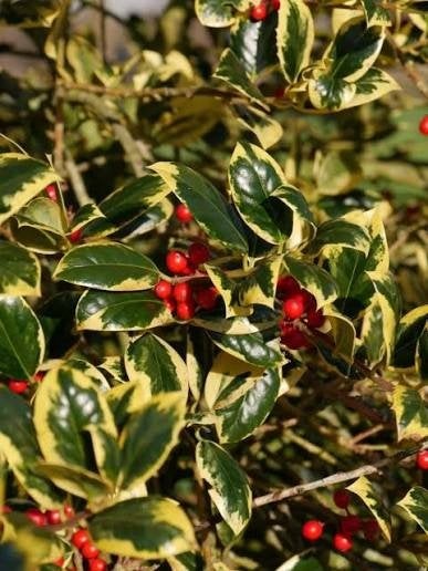 Ilex a. golden king. bonte sierhulst P9 plantgoed van kweker, Tuin en Terras, Planten | Struiken en Hagen, Ophalen of Verzenden