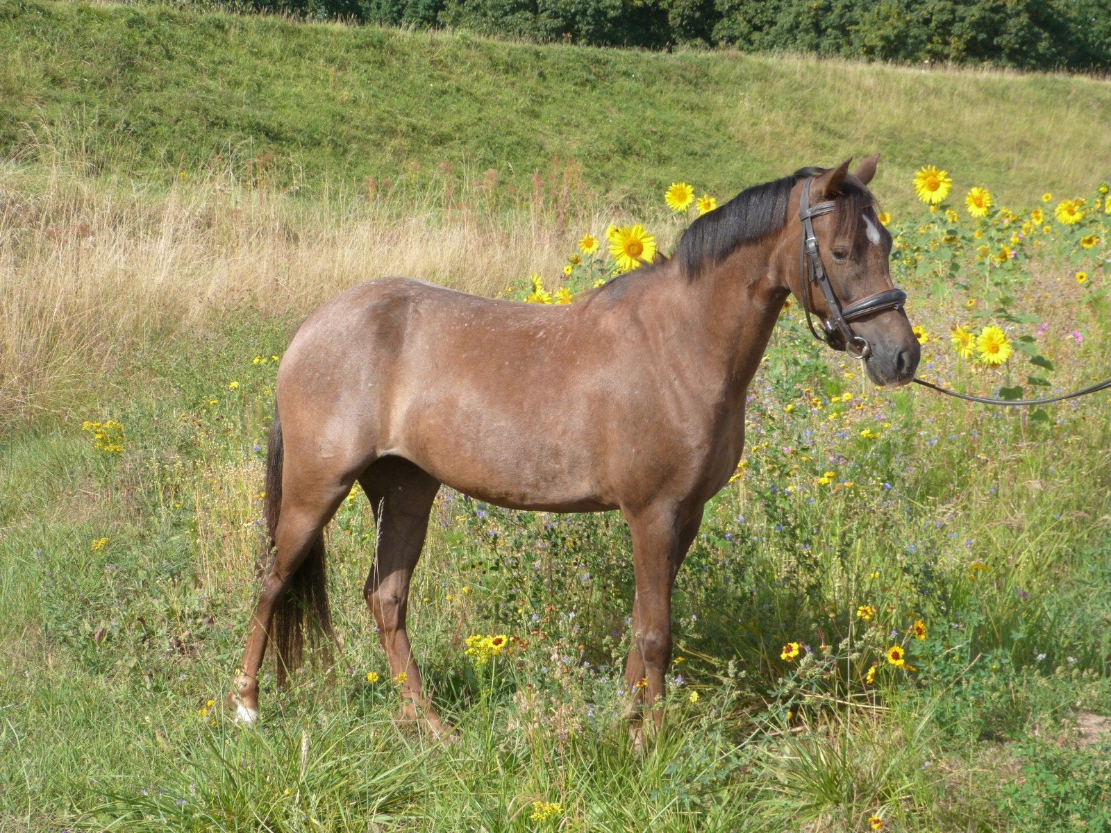 lieve 4 jarige kinderpony, Dieren en Toebehoren, Merrie, Niet van toepassing, Springpony, 3 tot 6 jaar