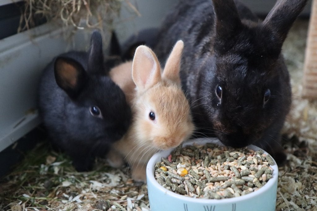 Kleine konijntjes, Dieren en Toebehoren, Konijnen, Meerdere dieren, Klein, 0 tot 2 jaar