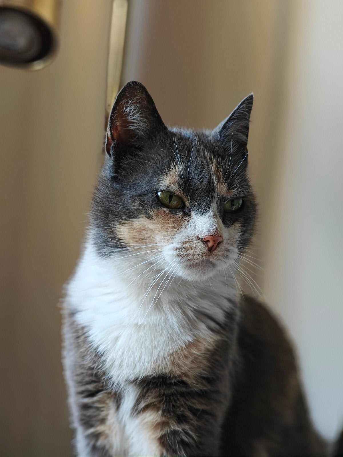 Lieve, rustige kat zoekt fijn nieuw thuis 🐱, Poes, 6 jaar of ouder