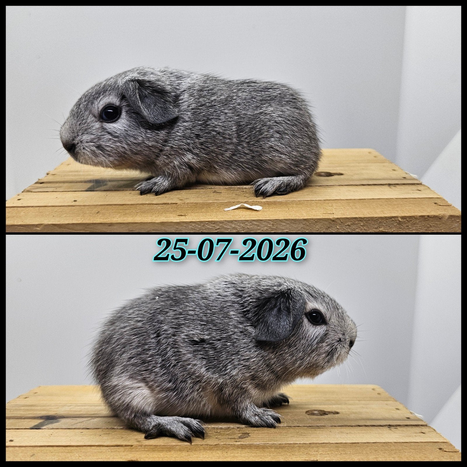 Zilveragouti beertje, Dieren en Toebehoren, Cavia, Mannelijk, Juli, Tam