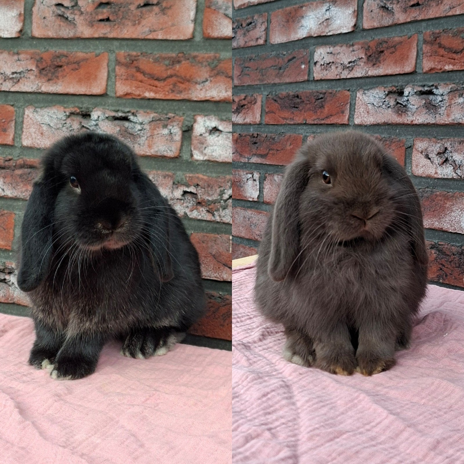 lieve knuffel hangoor konijntjes, Dieren en Toebehoren, Meerdere dieren, Dwerg, Hangoor, 0 tot 2 jaar