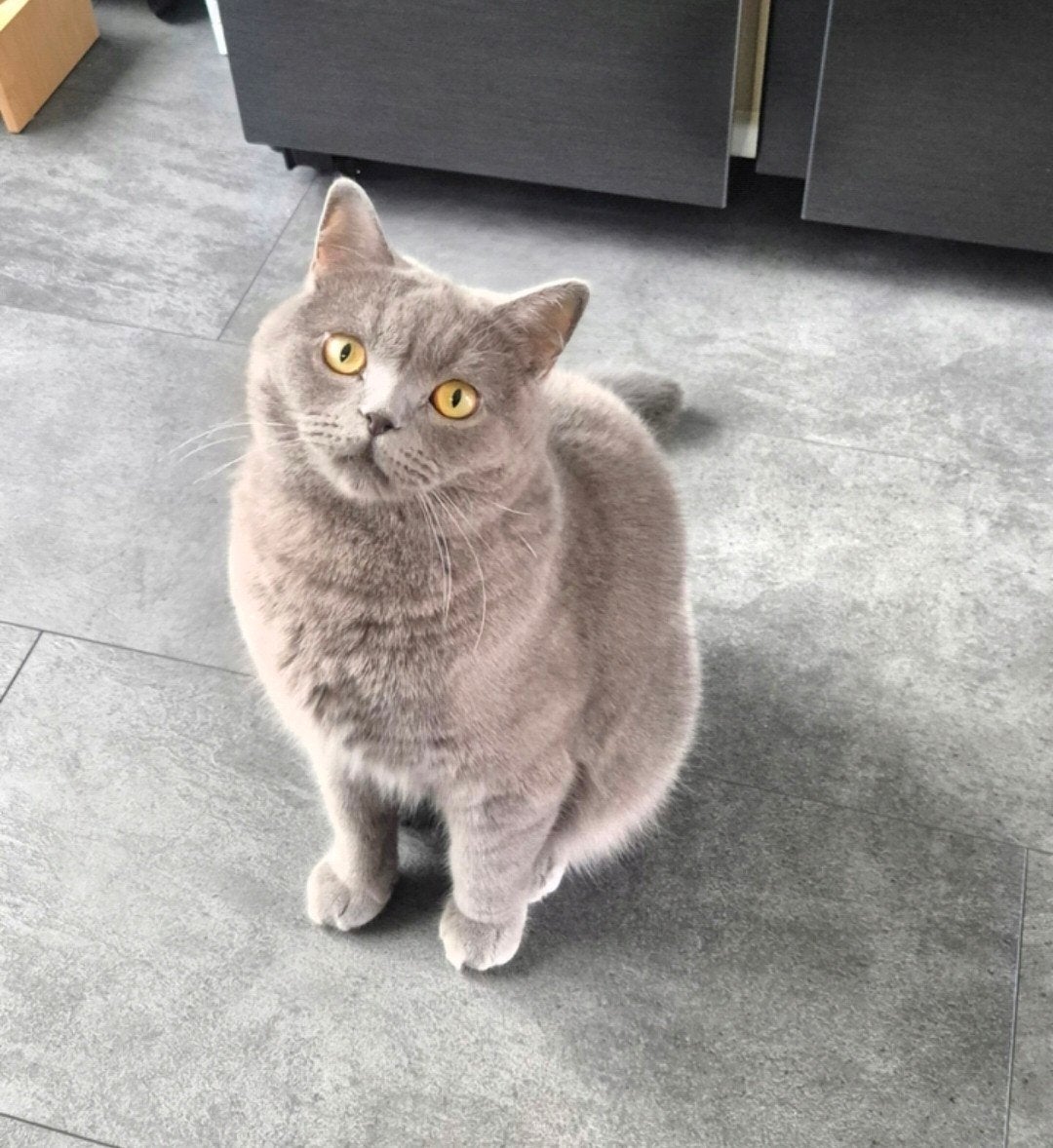 Lieve Brits Korthaar Leo zoekt zijn gouden mandje, Kater, Gechipt