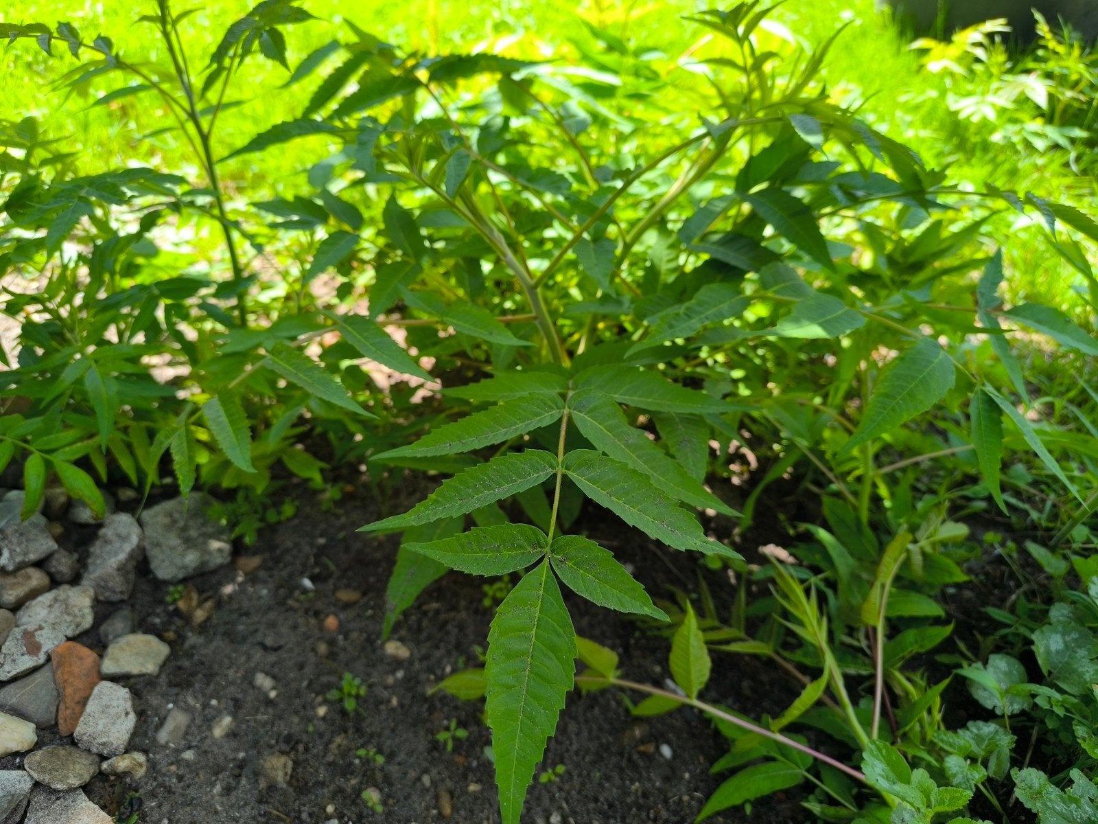 Fluweelboom stekjes 10-50 cm - Vrije keuze, Tuin en Terras, Planten | Bomen, Ophalen, Minder dan 100 cm