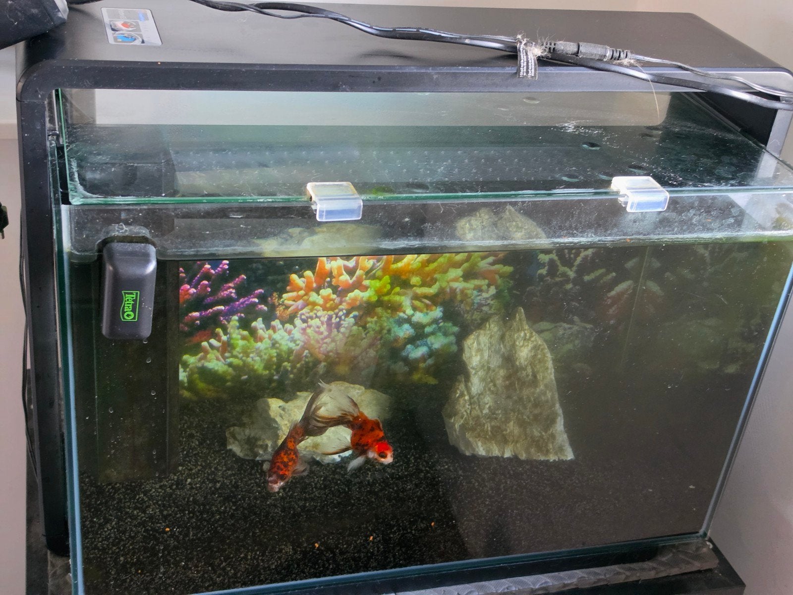 Aquarium, Ophalen, Gebruikt, Gevuld zoetwateraquarium, Inclusief toebehoren