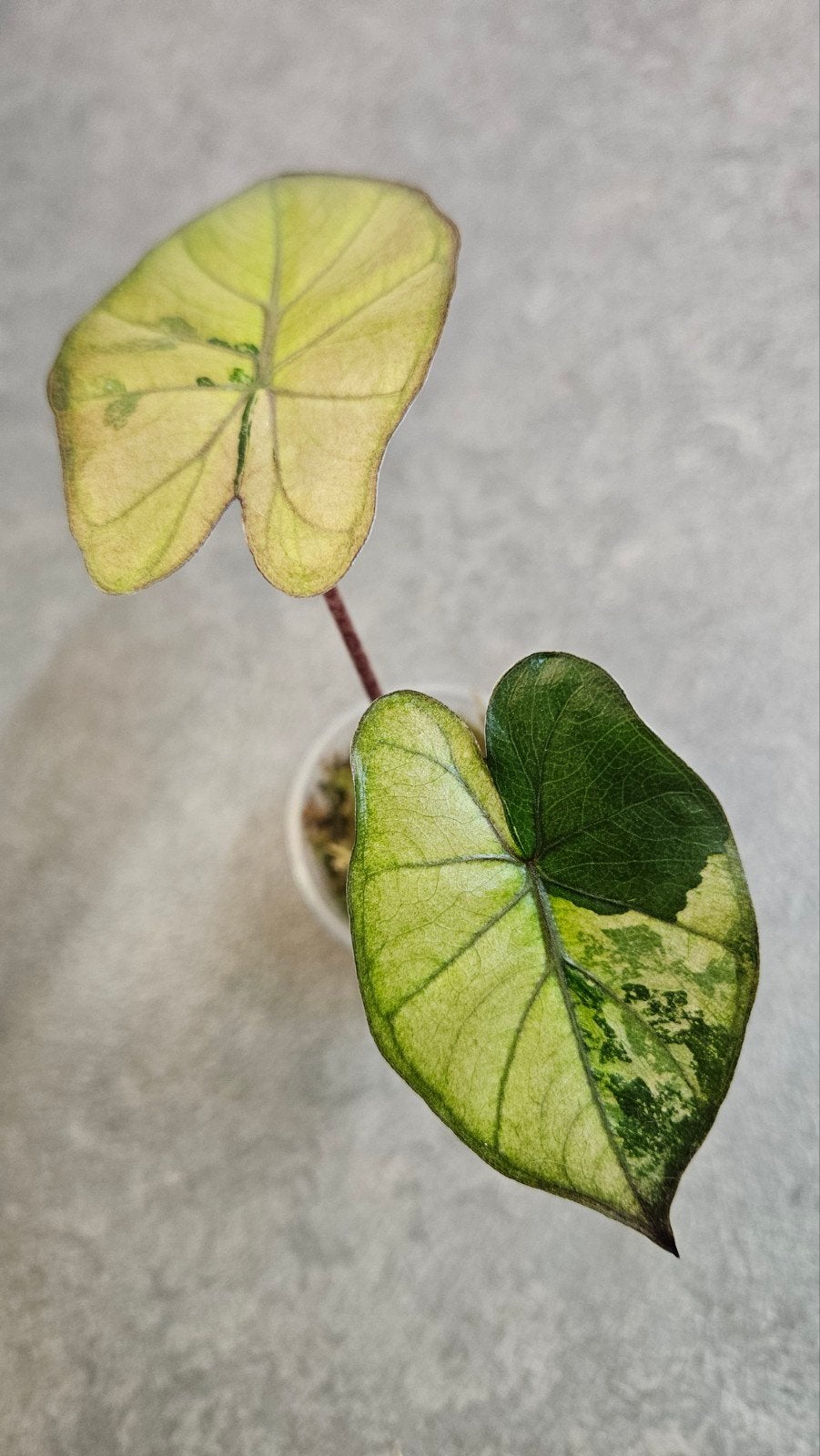 Alocasia Yucatan Princess (Tricolor) Variegata, Ophalen of Verzenden, Halfschaduw, Minder dan 100 cm