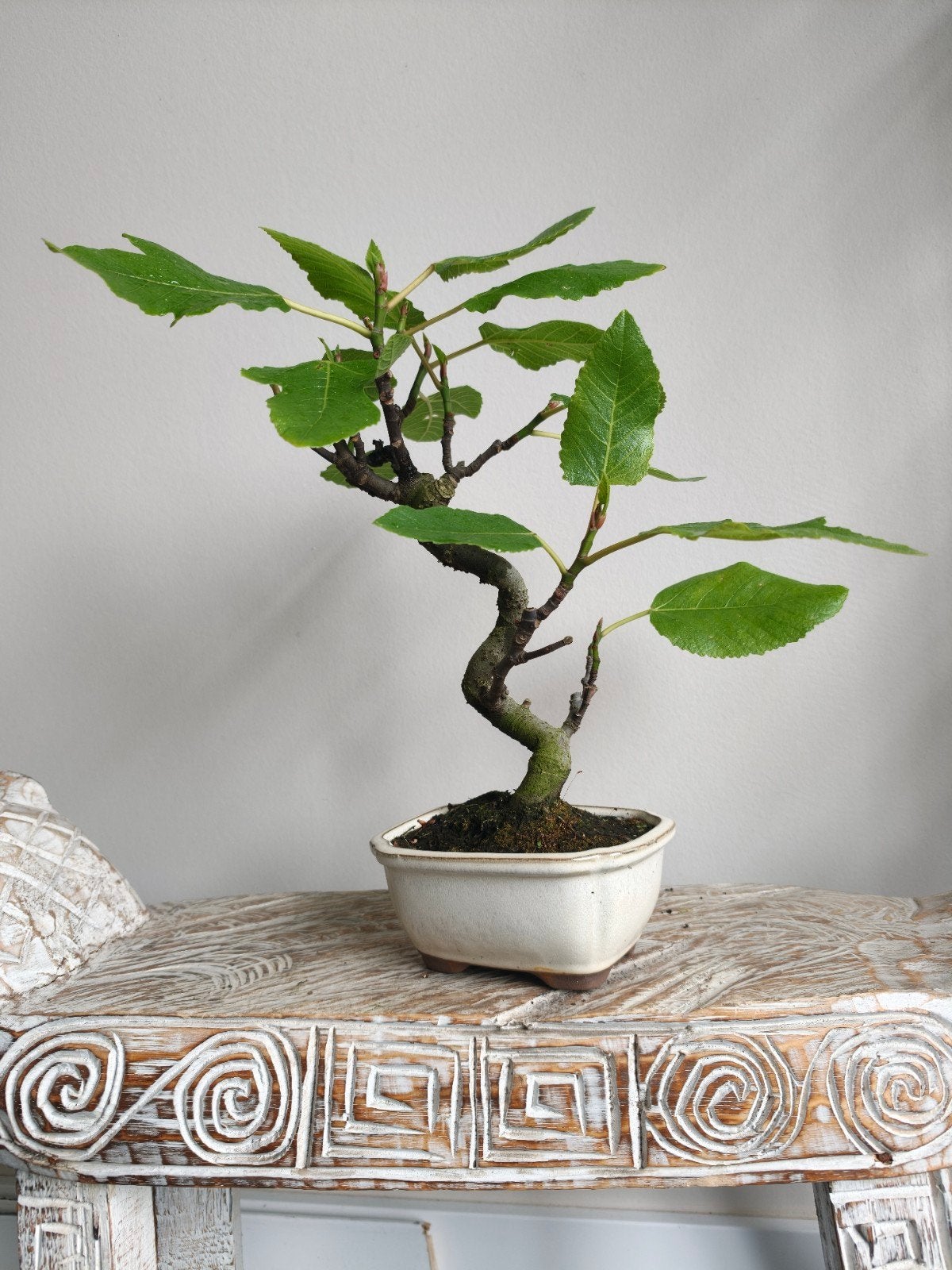 Carica 'Vijg' bonsai, Bloeit niet, Halfschaduw, Minder dan 100 cm, Overige soorten