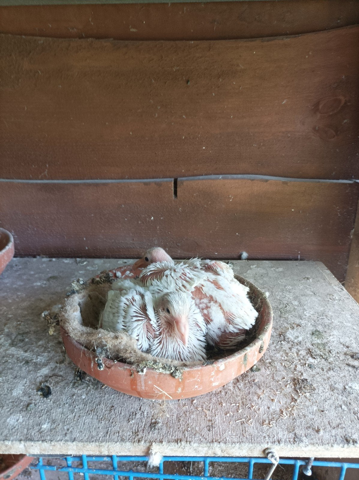 Jonge Texan-Pioneer duiven, Dieren en Toebehoren, Vogels | Overige Vogels, Meerdere dieren