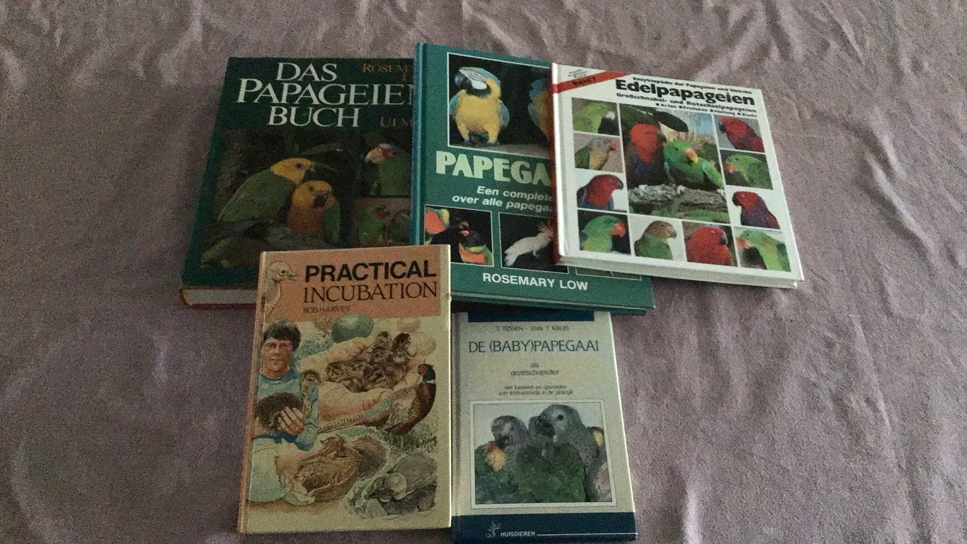 Papegaaien lectuur, Meerdere dieren, Papegaai