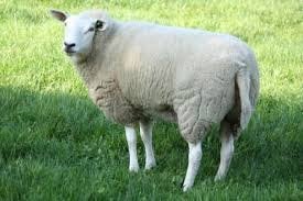 schapenwol, Hobby en Vrije tijd, Spinnewielen en Spinnen, Ophalen of Verzenden, Nieuw, Spinwol