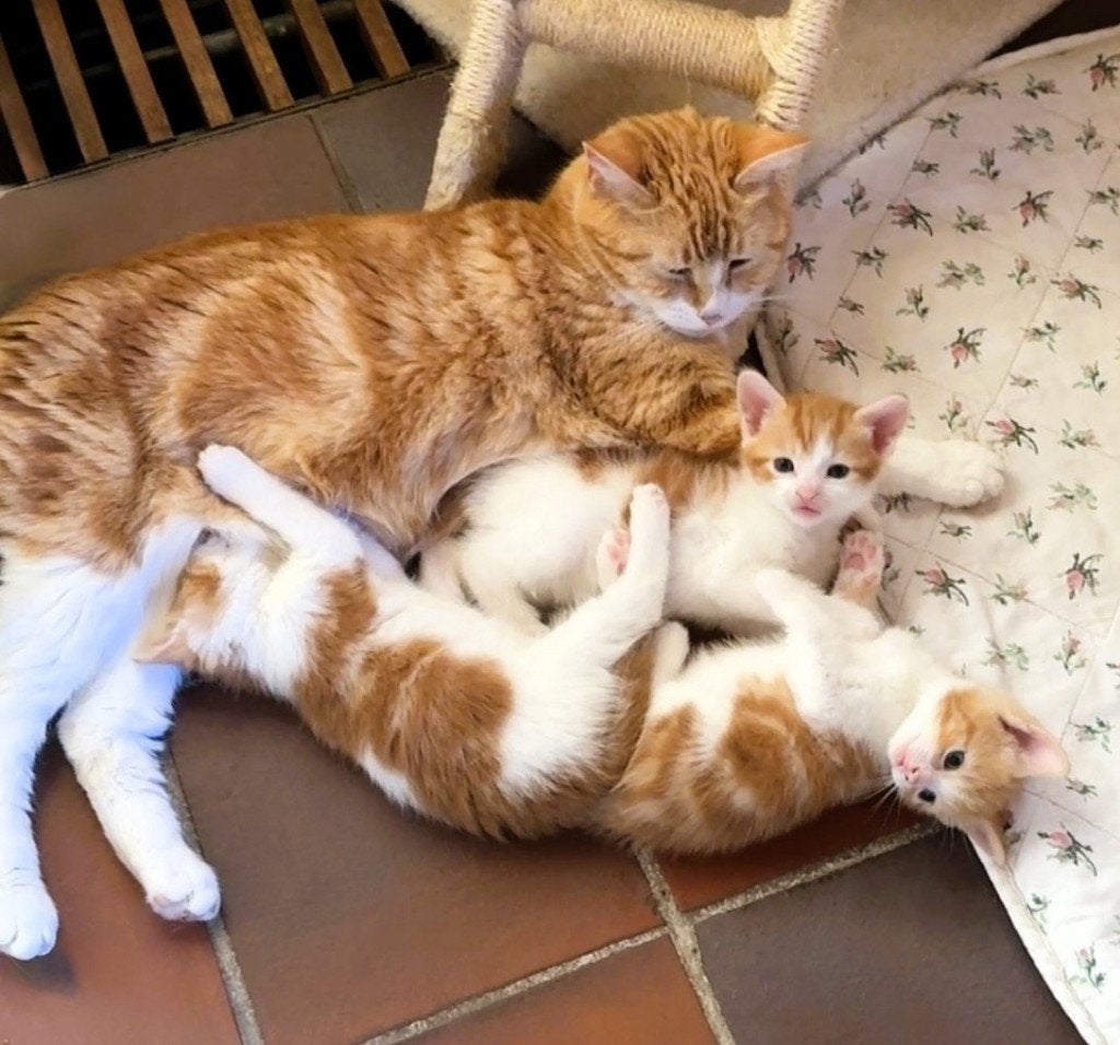 2 Schattige Rood-Witte Poesjes, Bijna 6 Weken / Kittens, Meerdere dieren, Kortharig, 0 tot 2 jaar