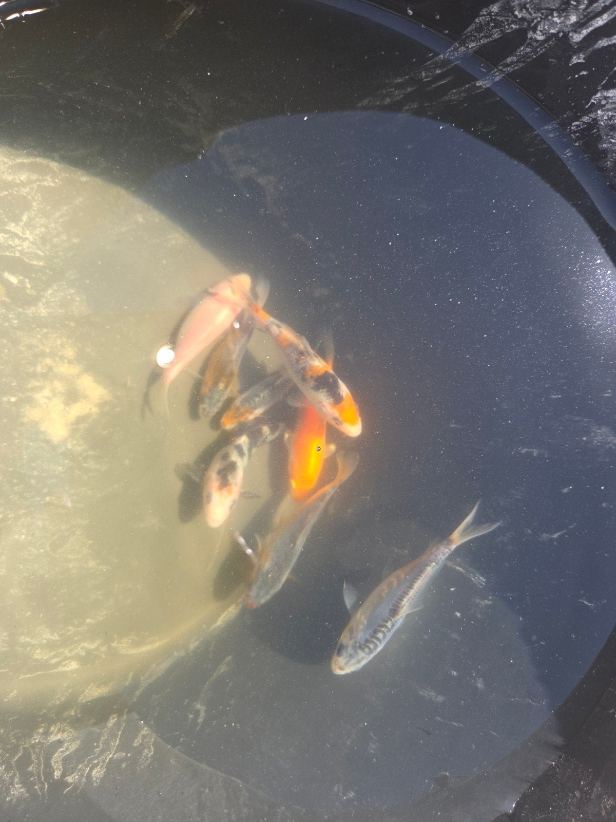 Jonge koi,s, Dieren en Toebehoren, Vissen | Vijvervissen, Karper of Koi