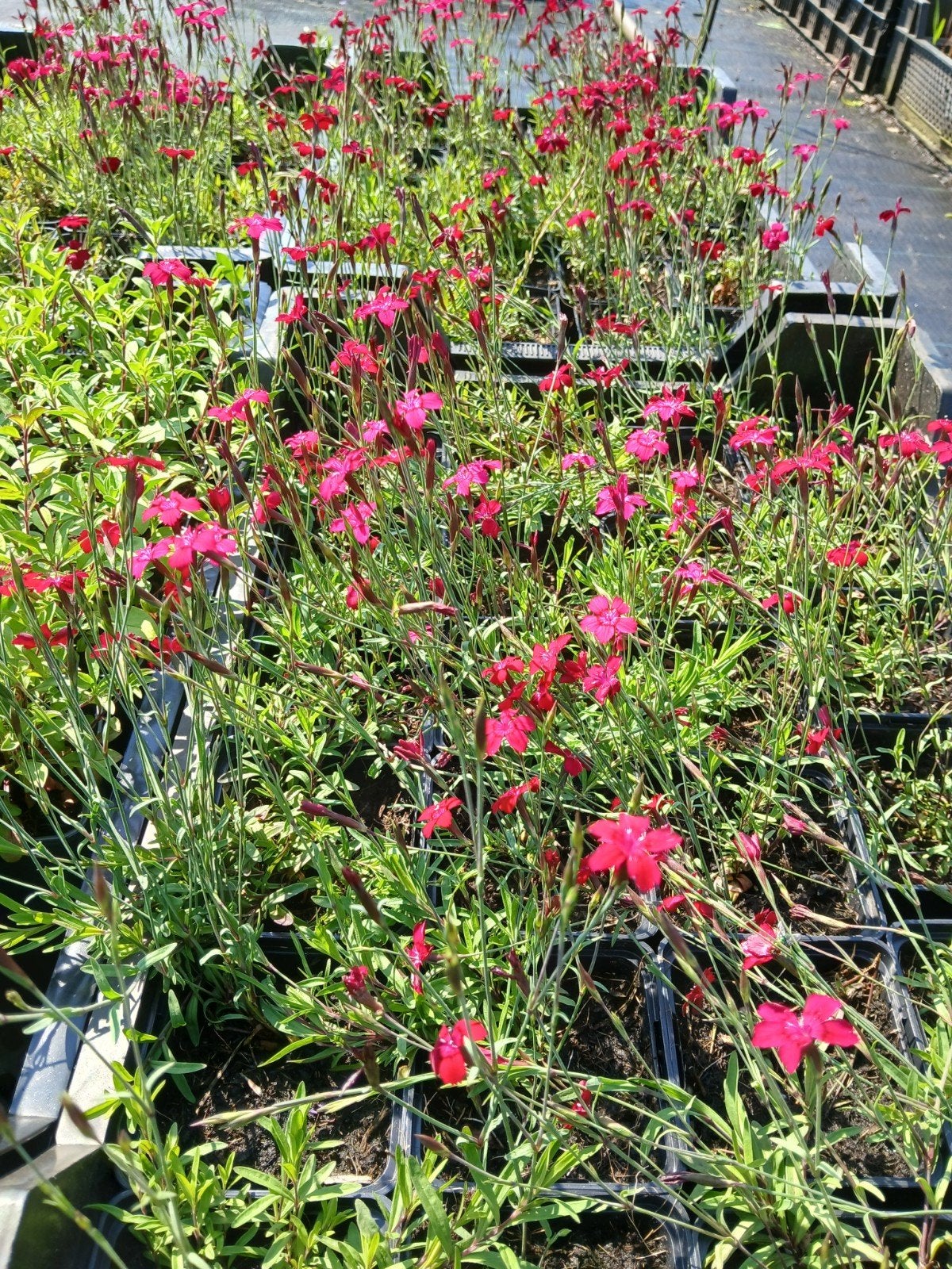 Dianthus deltoides 'Glendens' - Rode steen Anjer 1.25 euro, Ophalen of Verzenden, Overige soorten, Volle zon