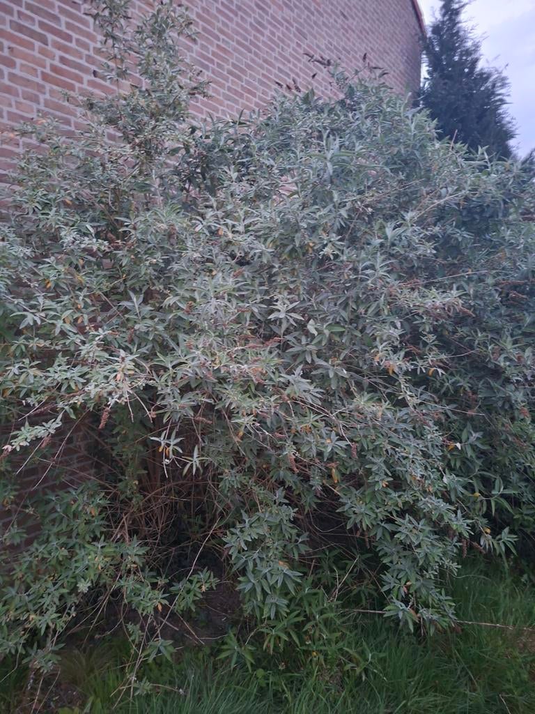 5 grote vlinderstruiken, Ophalen of Verzenden, Vlinderstruik