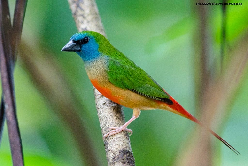 gezocht: 1-1 Indische nonpareil / Erythrura prasina, Dieren en Toebehoren, Meerdere dieren, Tropenvogel, Geringd