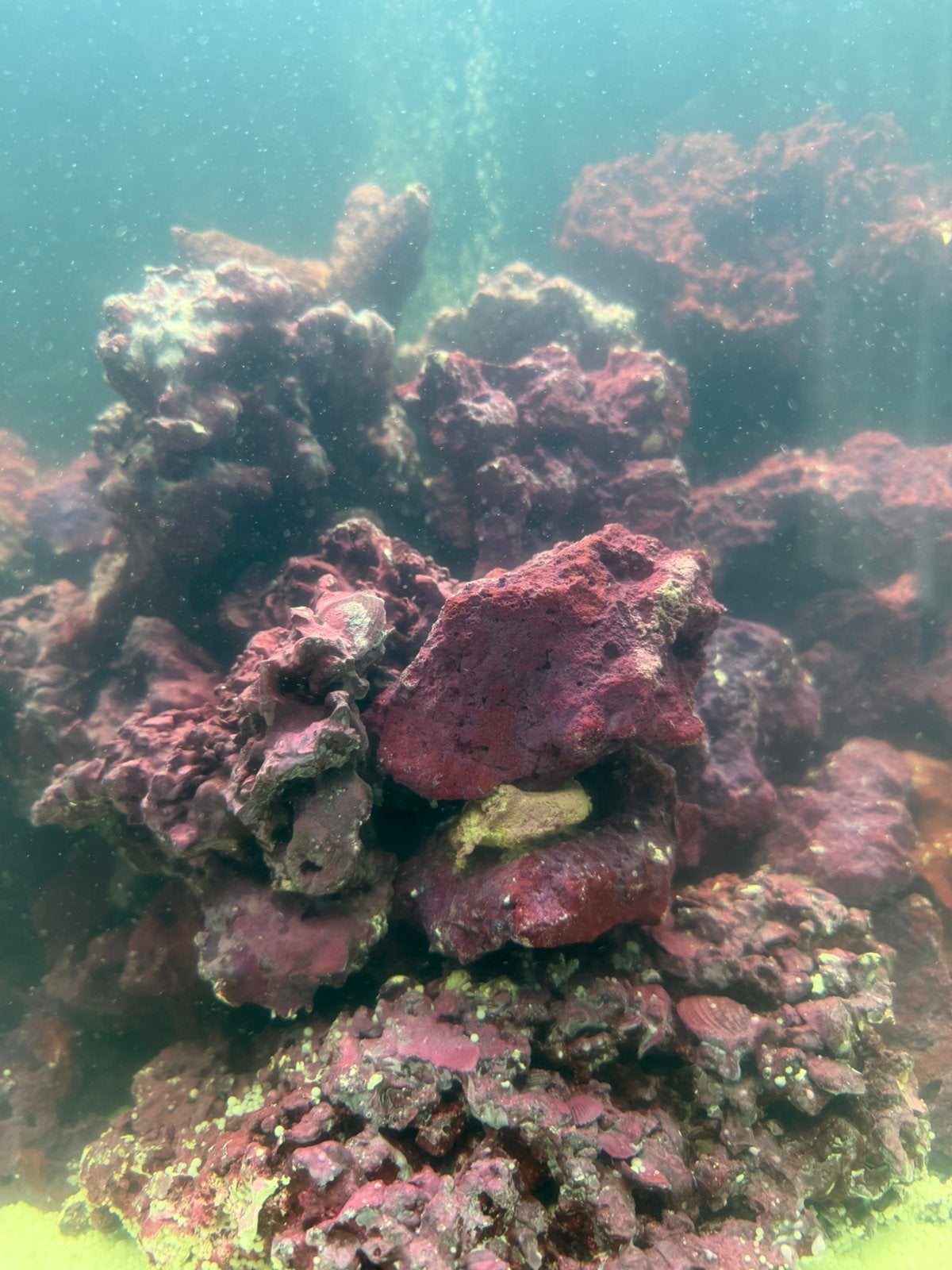 live rock reef 100kg te koop, Dieren en Toebehoren, Vis