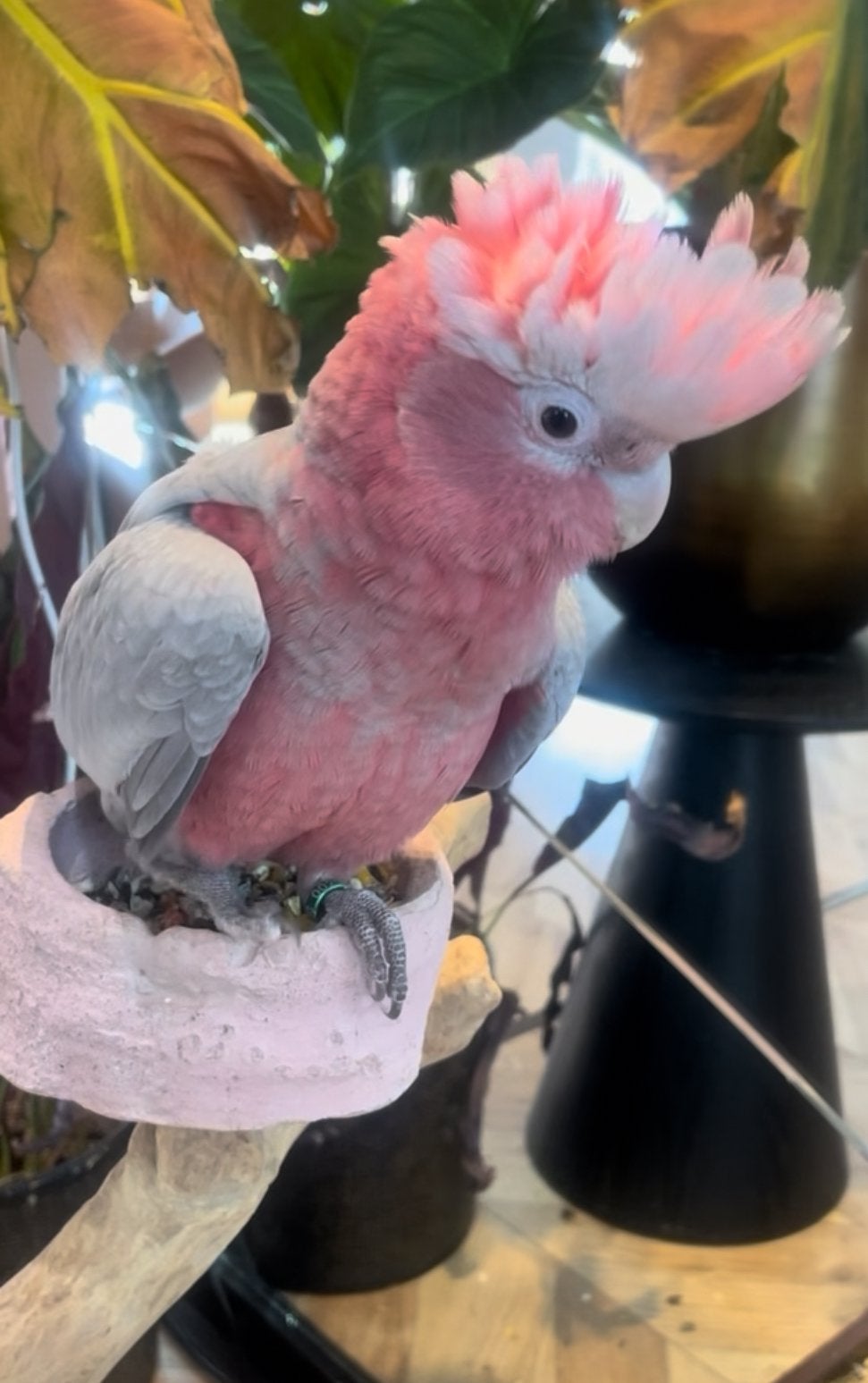 Foto 2 van kakatoe roze