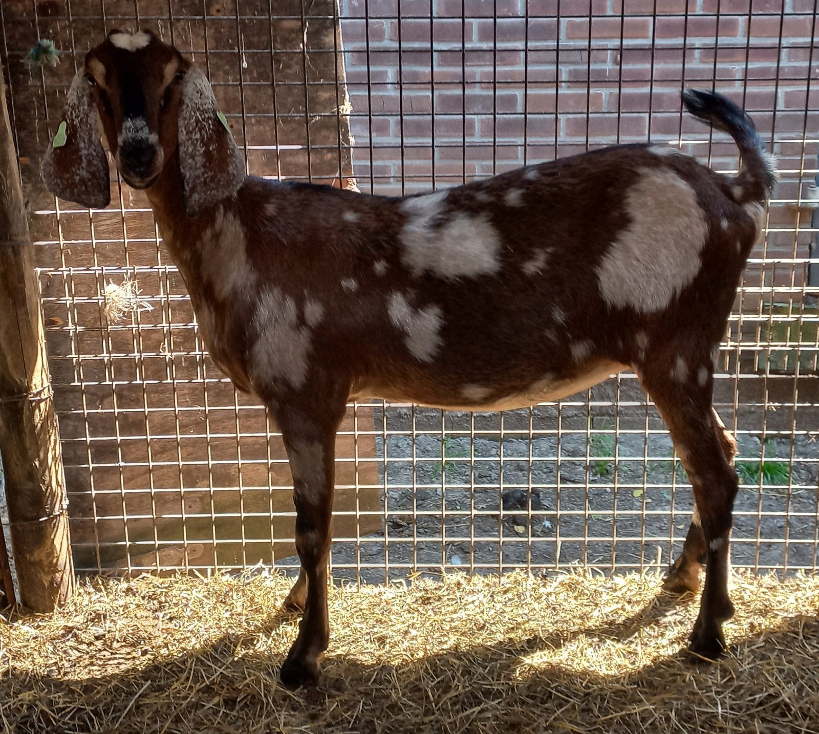 Nubische geiten, lammetjes en bokjes/bok te koop, Dieren en Toebehoren, Schapen, Geiten en Varkens, Meerdere dieren, Geit
