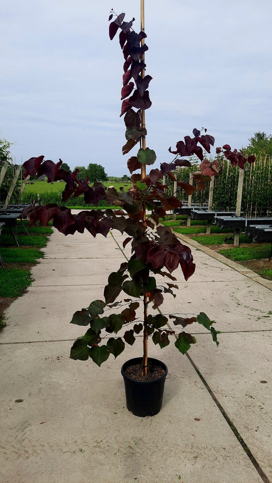 Cercis canadensis 'Forest Pansy' 🍁, Tuin en Terras, Ophalen, Volle zon, Overige soorten