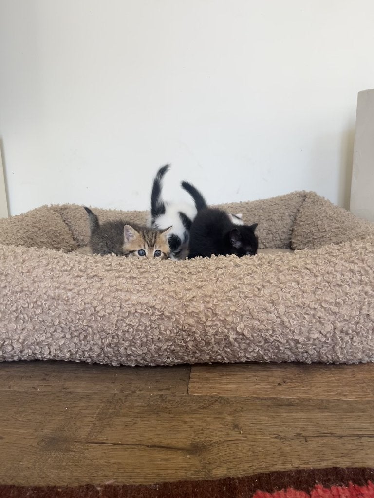 Kittens, Meerdere dieren, Ontwormd, 0 tot 2 jaar