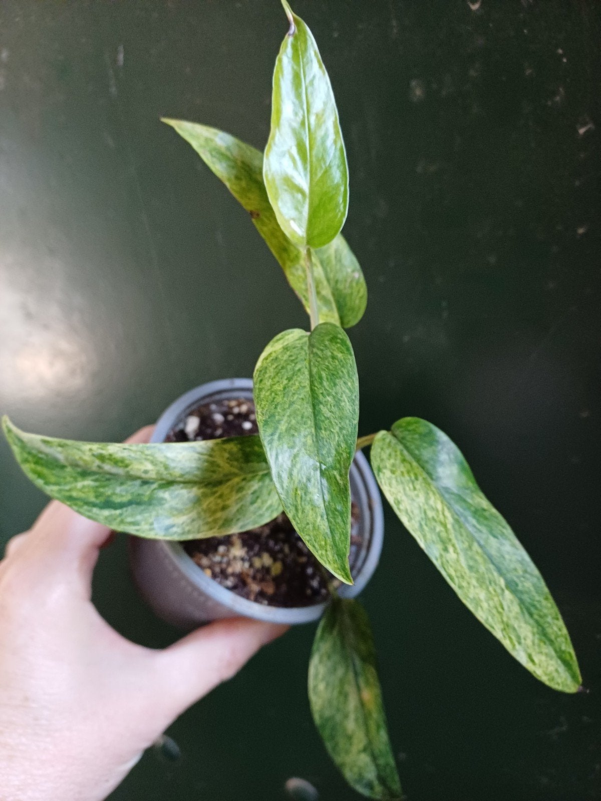 Epipremnum pinnatum green marble, Ophalen of Verzenden, Halfschaduw, Minder dan 100 cm