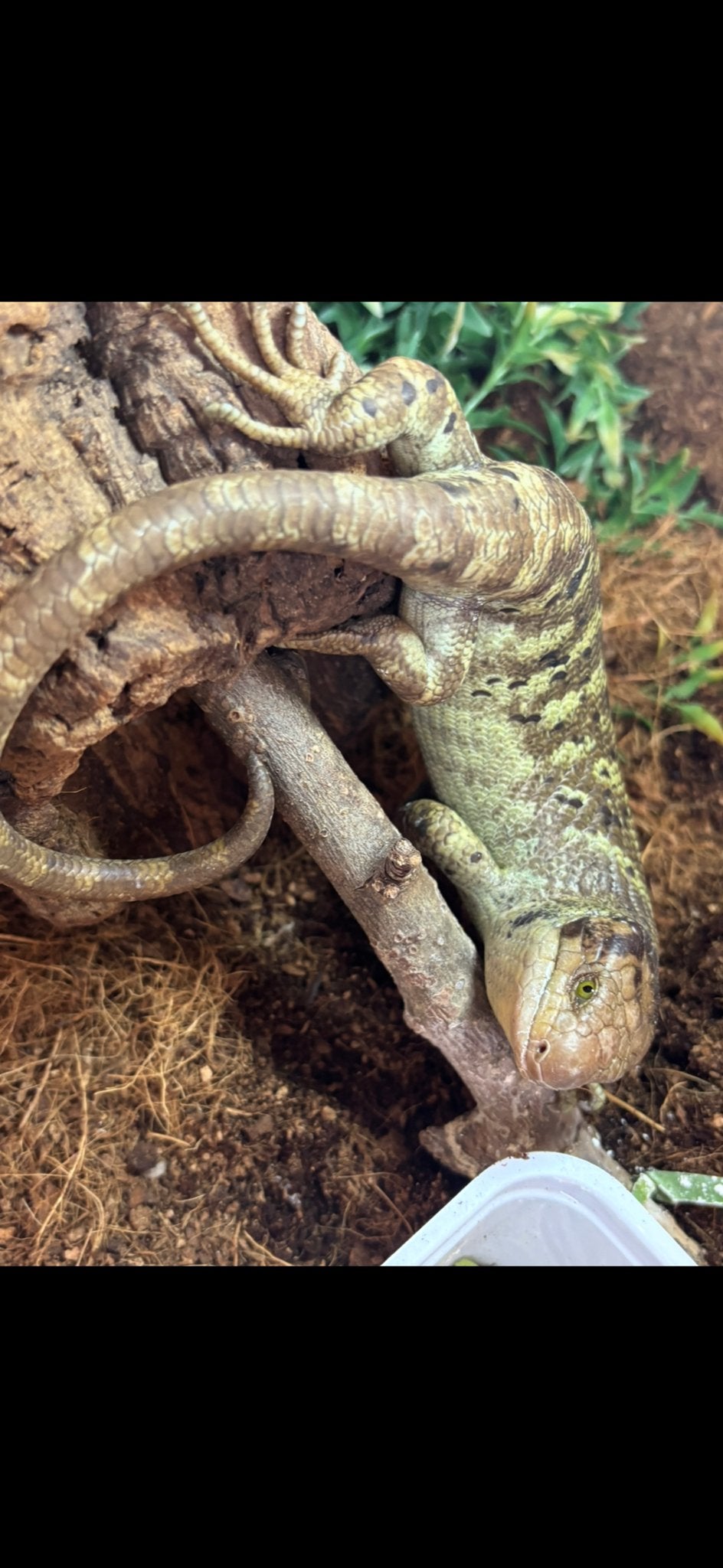 Monkey tail skink