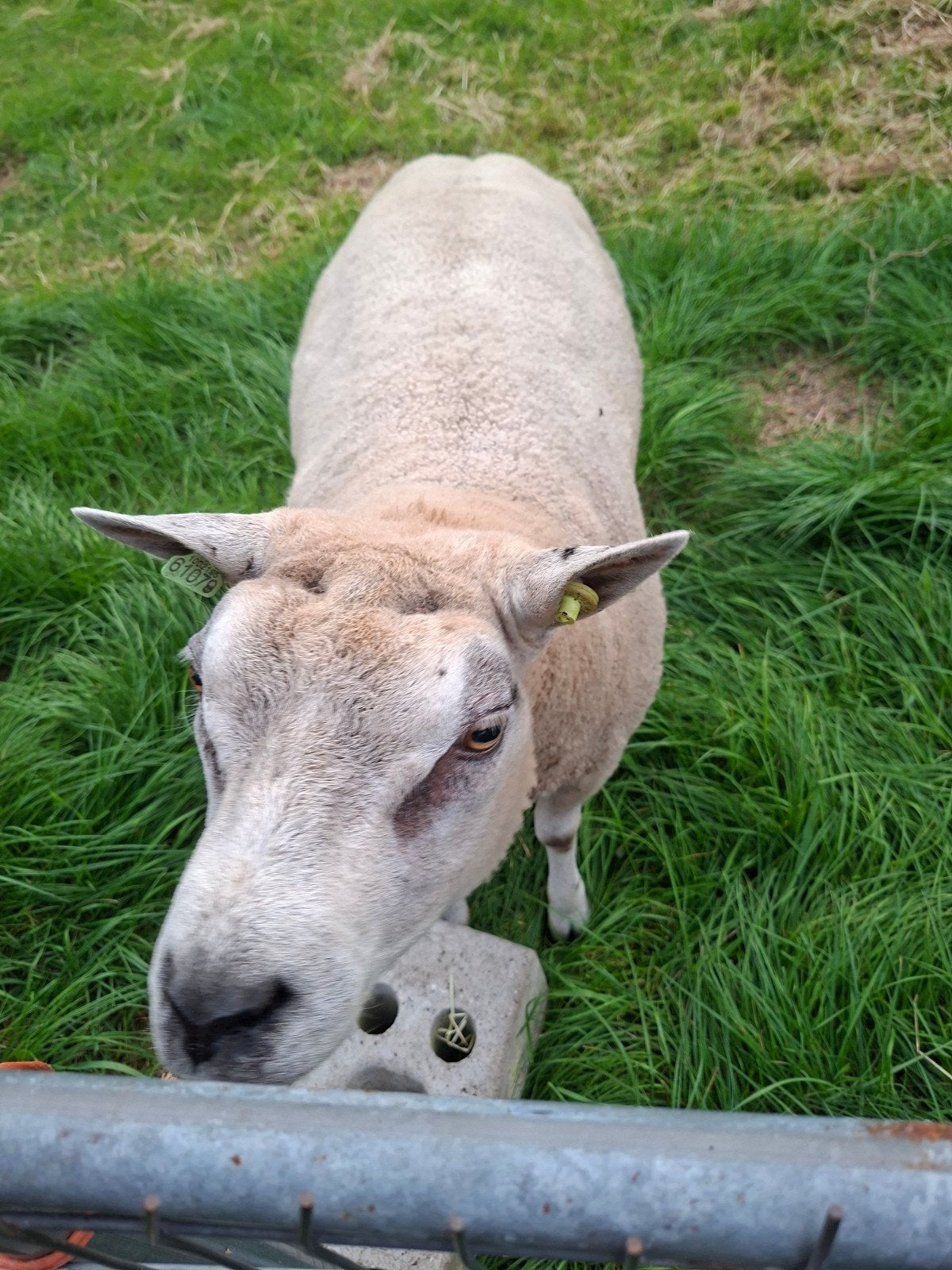 dekram, Dieren en Toebehoren, Schapen, Geiten en Varkens, Mannelijk, Schaap, 0 tot 2 jaar