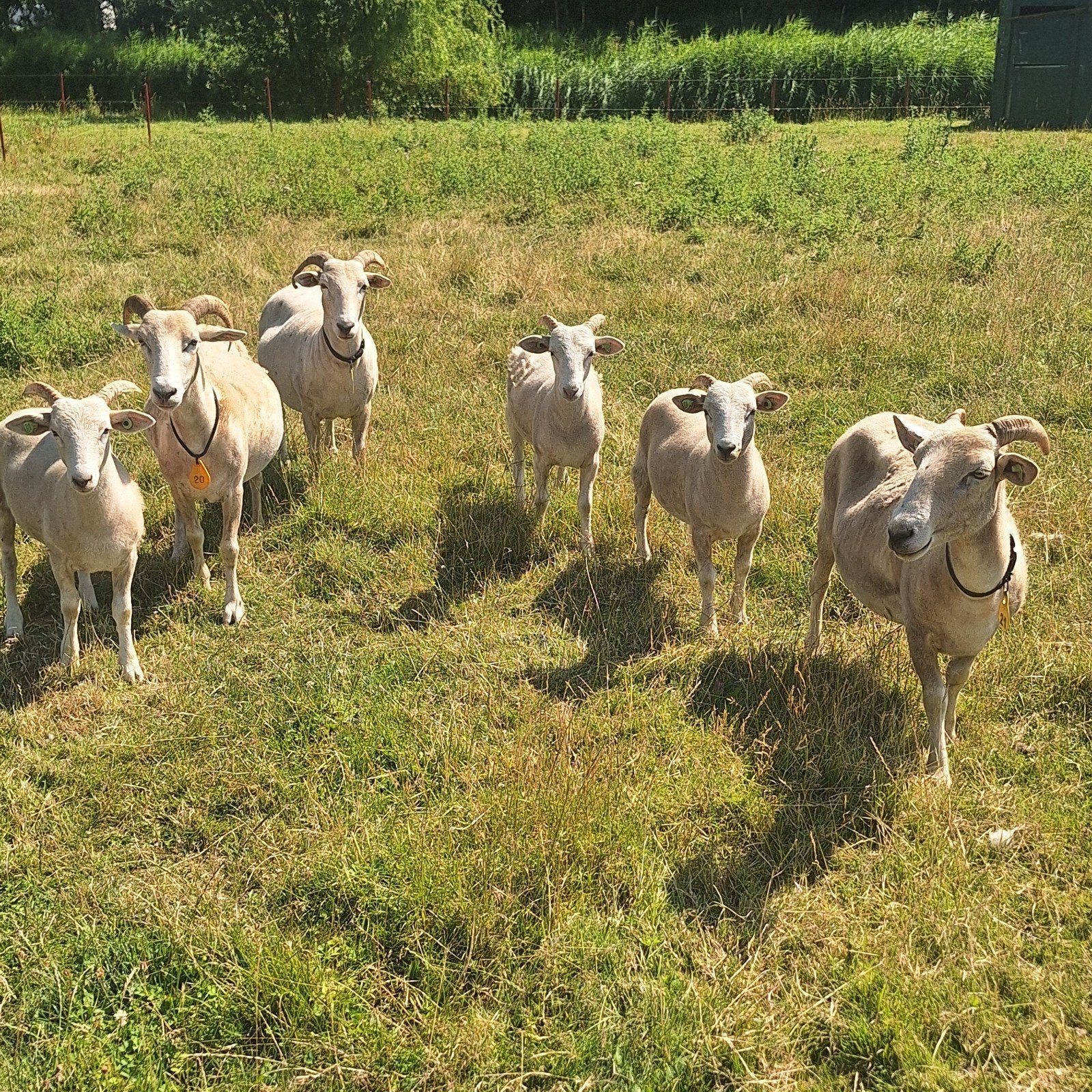 wiltshire horn rammen, Dieren en Toebehoren, Mannelijk, Schaap