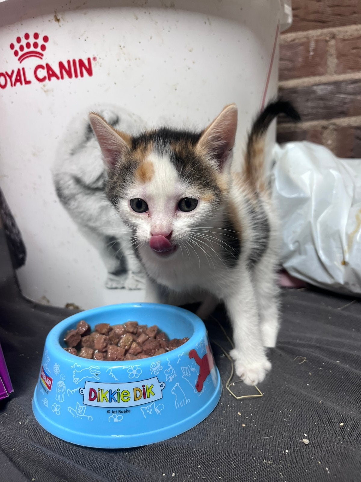 Super lieve kittens te koop, Dieren en Toebehoren, Meerdere dieren, Ontwormd