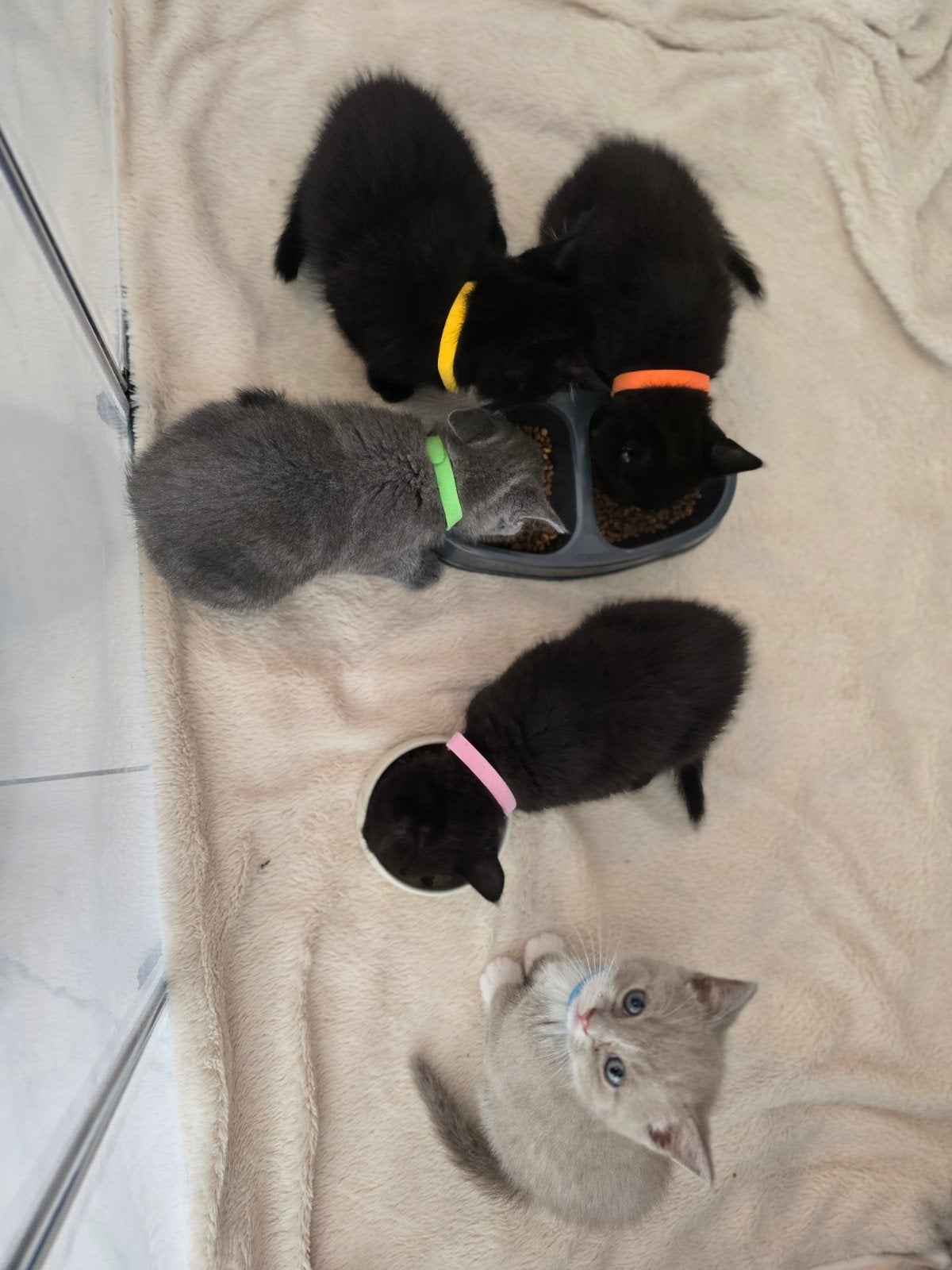 5 britse korthaar kittens, Dieren en Toebehoren, Meerdere dieren, Ontwormd