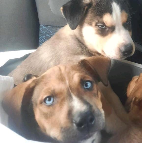 Amerikaanse stafford pups mix reutjes Blue Eyes!, Parvo, Reu, 8 tot 15 weken, Meerdere