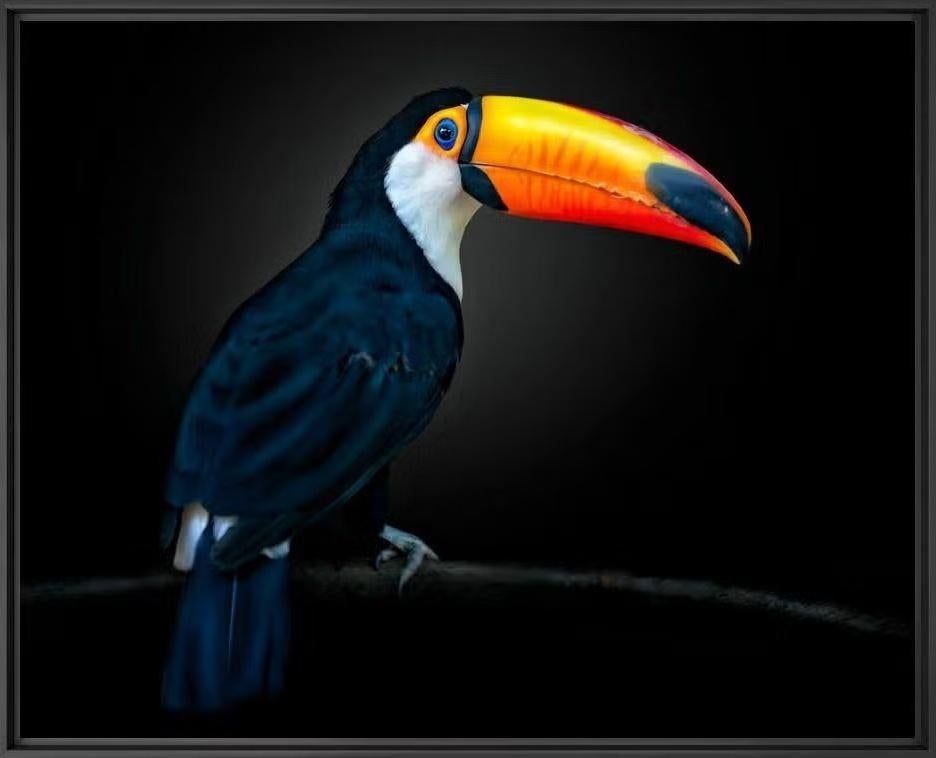Yellow Korner kunstfoto | THE MESSENGER tukan, 50 tot 75 cm, Nieuw, Ophalen of Verzenden, 75 tot 100 cm