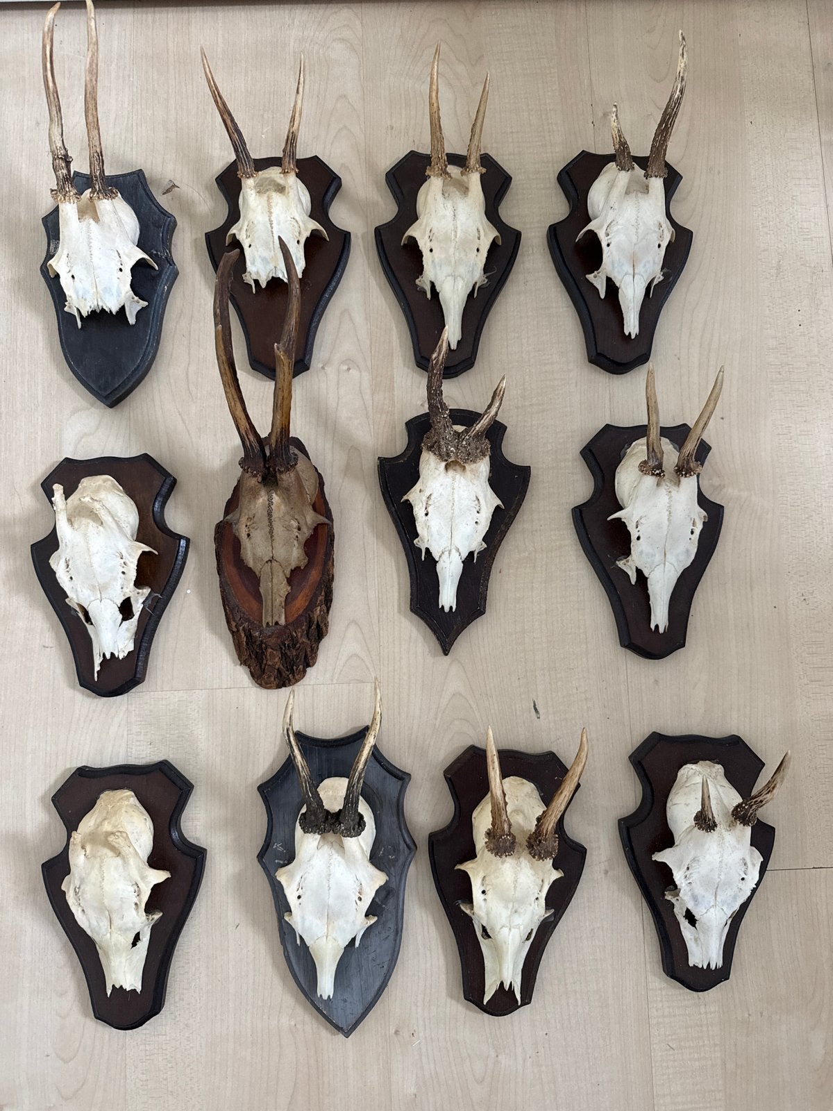 Collectie van 12 reeën schedels met gewei op schild, Ophalen of Verzenden, Gebruikt