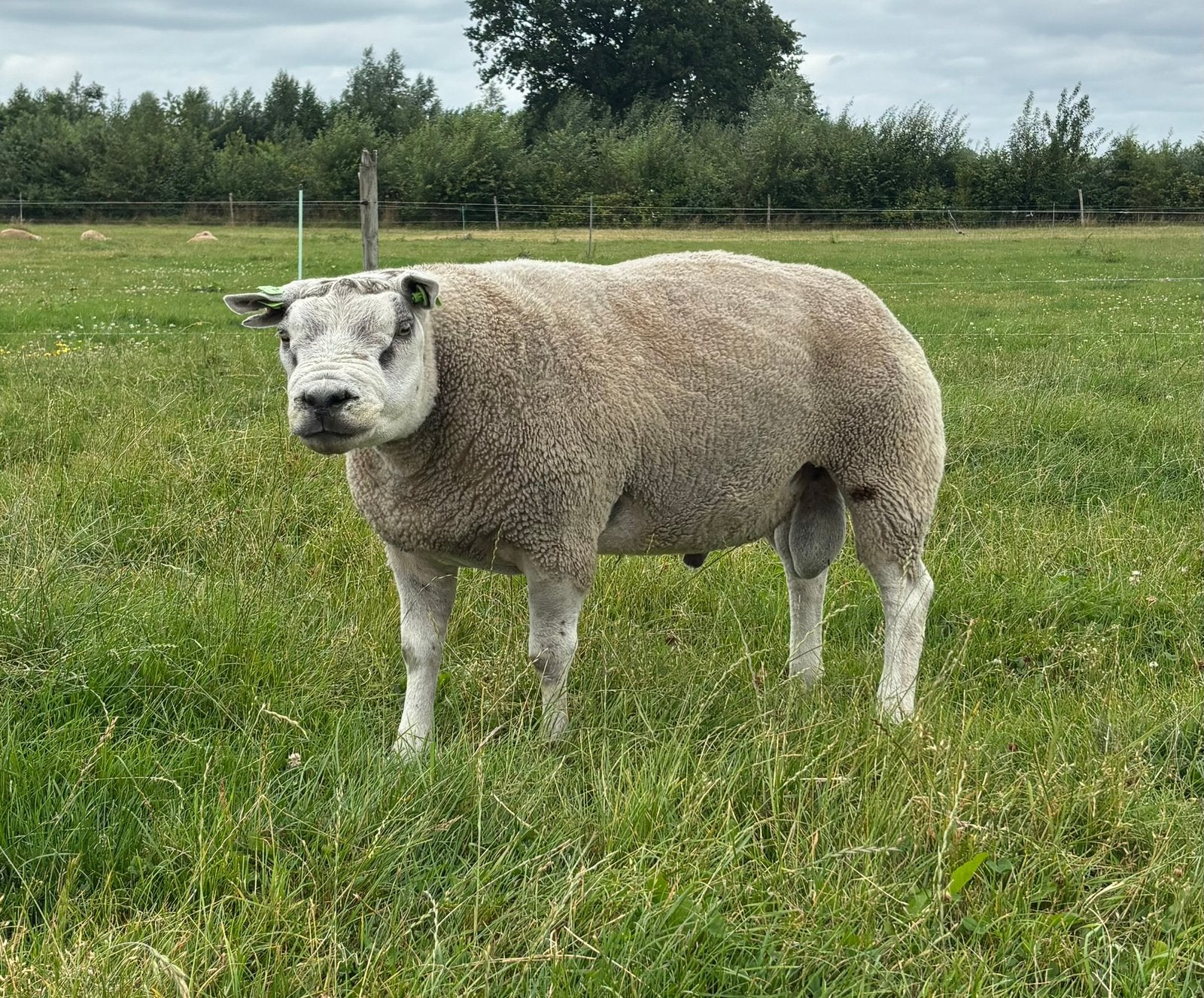 Te koop luxe 2,5 jarige texelaar stamboek ram met  hoge vb, Dieren en Toebehoren, Schapen, Geiten en Varkens, Mannelijk, Schaap