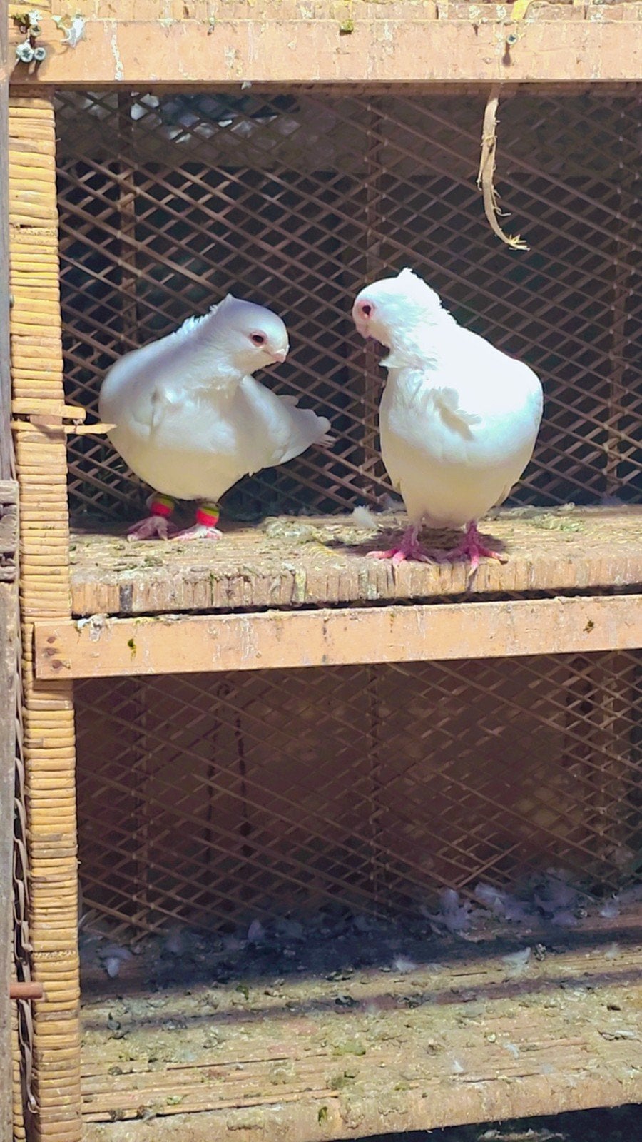 Duiven te koop, Dieren en Toebehoren, Meerdere dieren