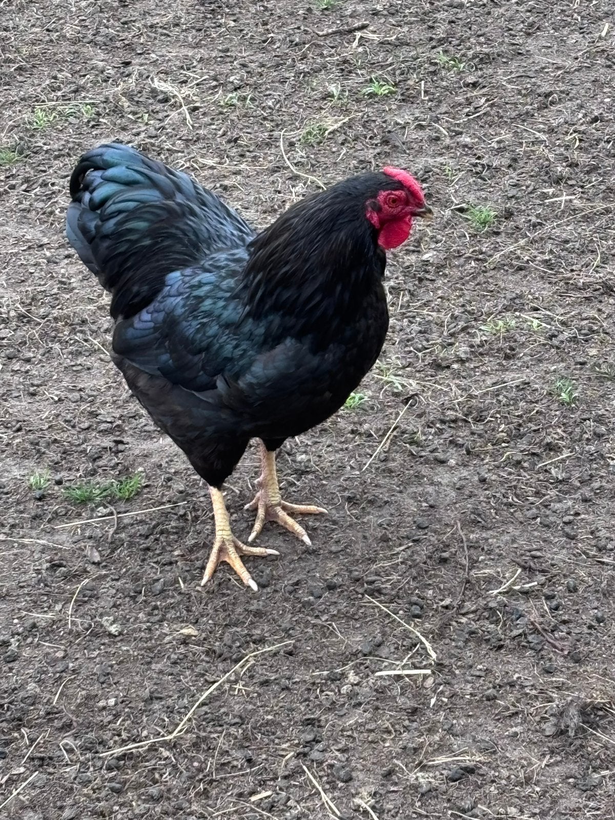 Wyandote kriel hannen, Mannelijk, Kip