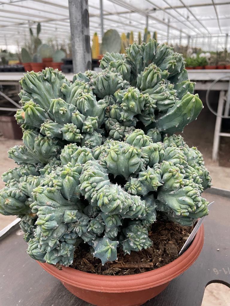 Cactus Myrtillocactus Geometrizans Cristaat in de 23cm pot, Ophalen of Verzenden, Minder dan 100 cm, Bloeiende kamerplant, Volle zon