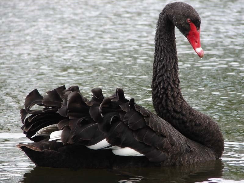 te koop koppel zwarte zwanen, Dieren en Toebehoren, Meerdere dieren, Gans of Zwaan