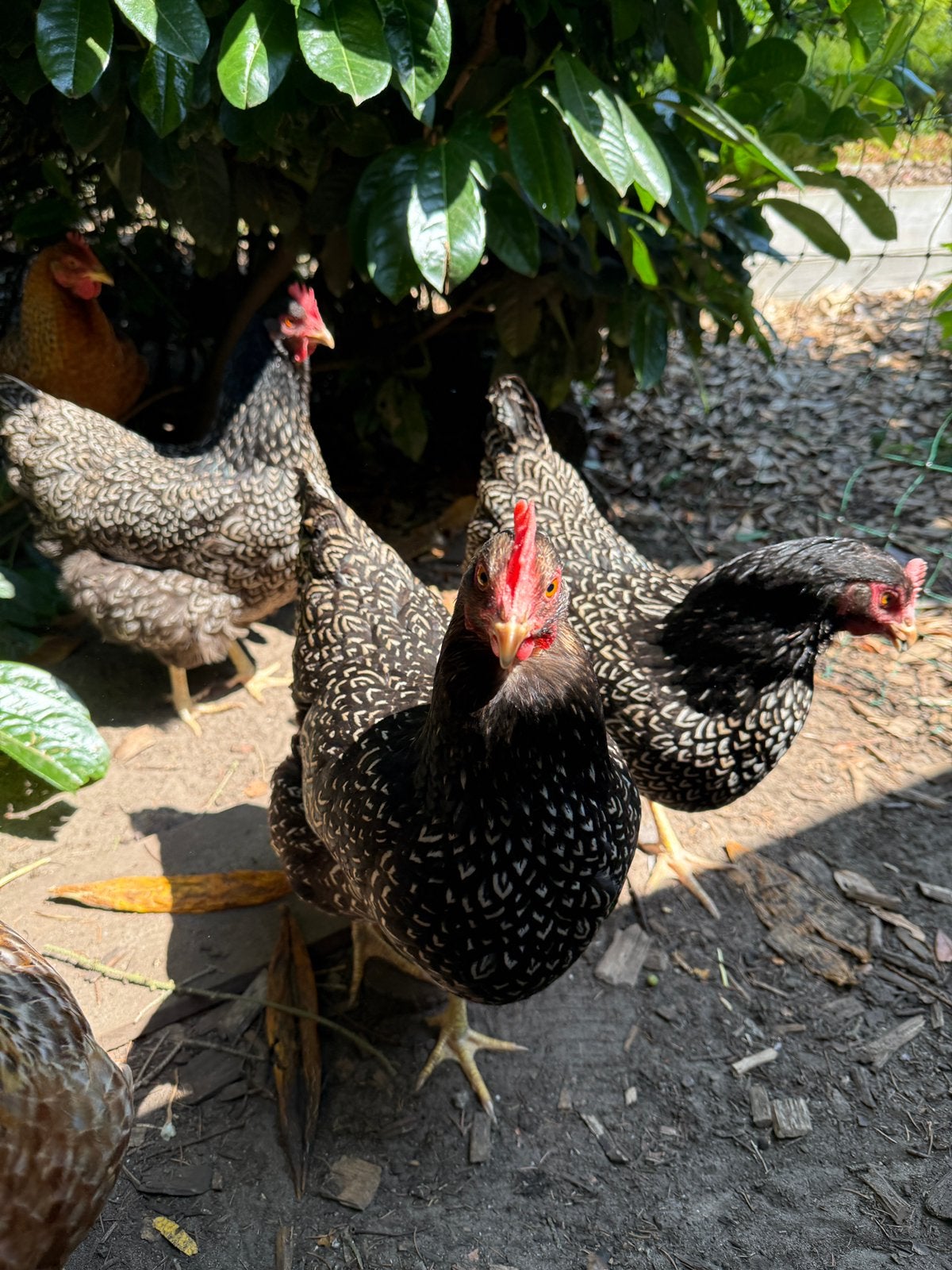 3 Barnevelder hennen-zilver dubbelgezoomd, Dieren en Toebehoren, Pluimvee, Vrouwelijk, Kip