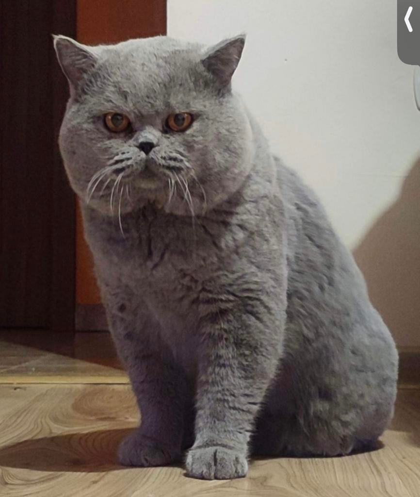 Britse korthaar, Dieren en Toebehoren, Katten en Kittens | Dekkaters, 0 tot 2 jaar