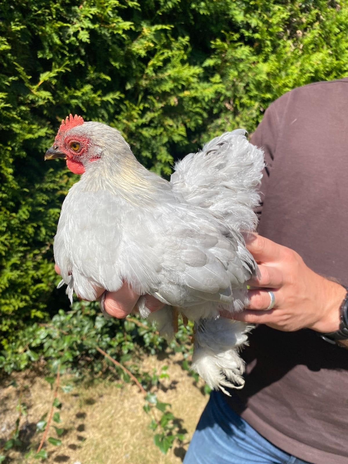 Cochin kriel handtam haantje, Dieren en Toebehoren, Pluimvee