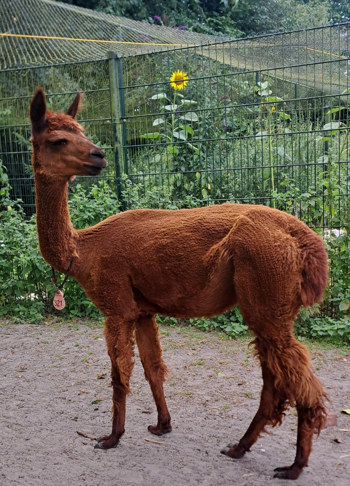 9 jarige alpaca merrie - 300,-, Vrouwelijk, Geit